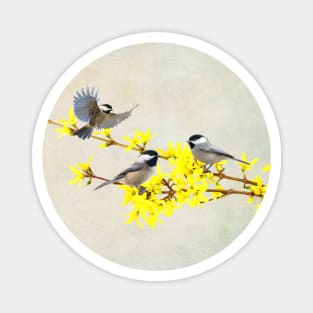 Chickadees Birds and Forsythia Flowers Magnet